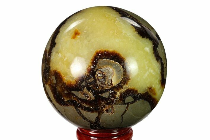 Polished Septarian Sphere with Ammonite - Madagascar #154135